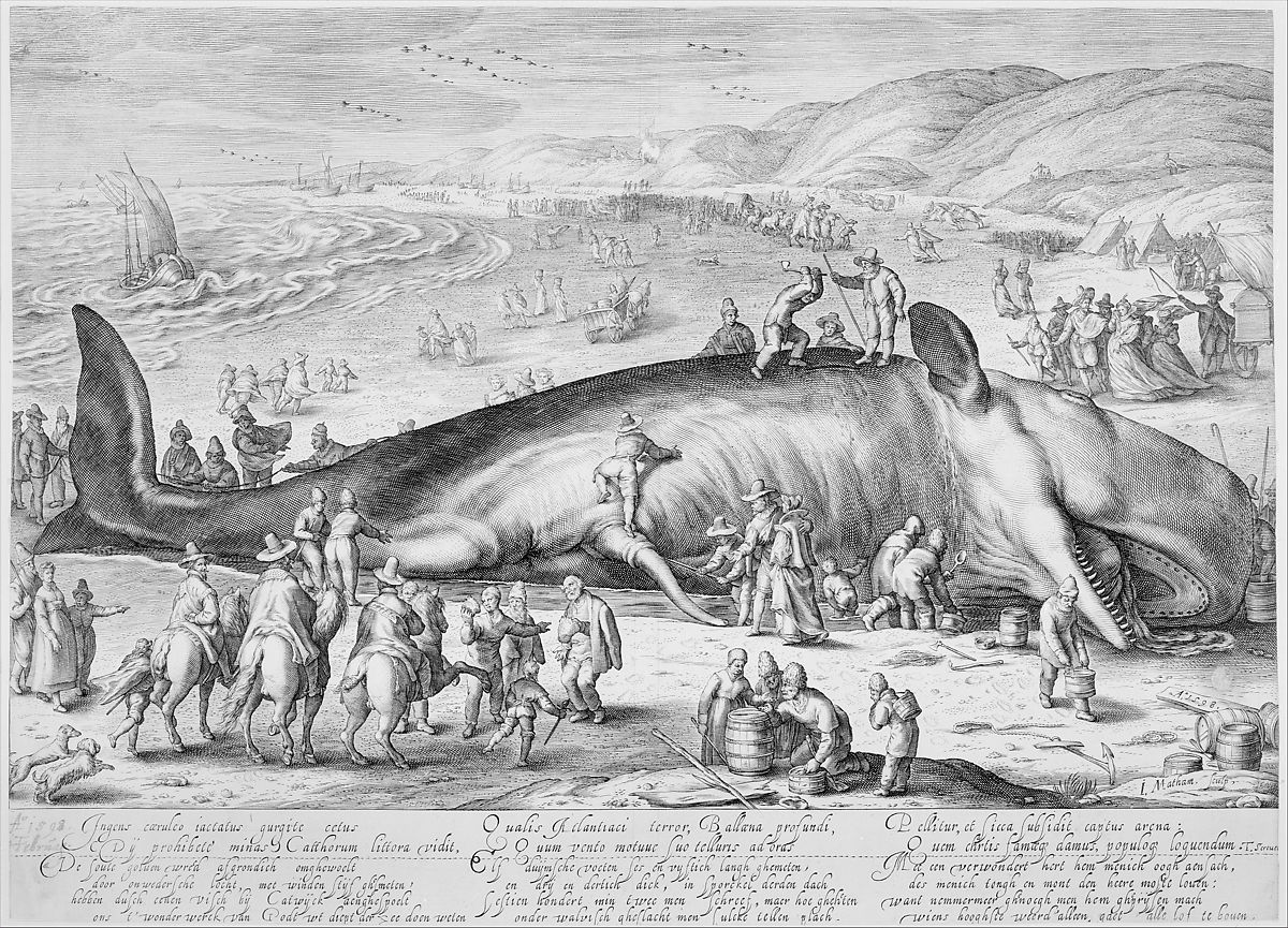 Une baleine échouée sur la plage.